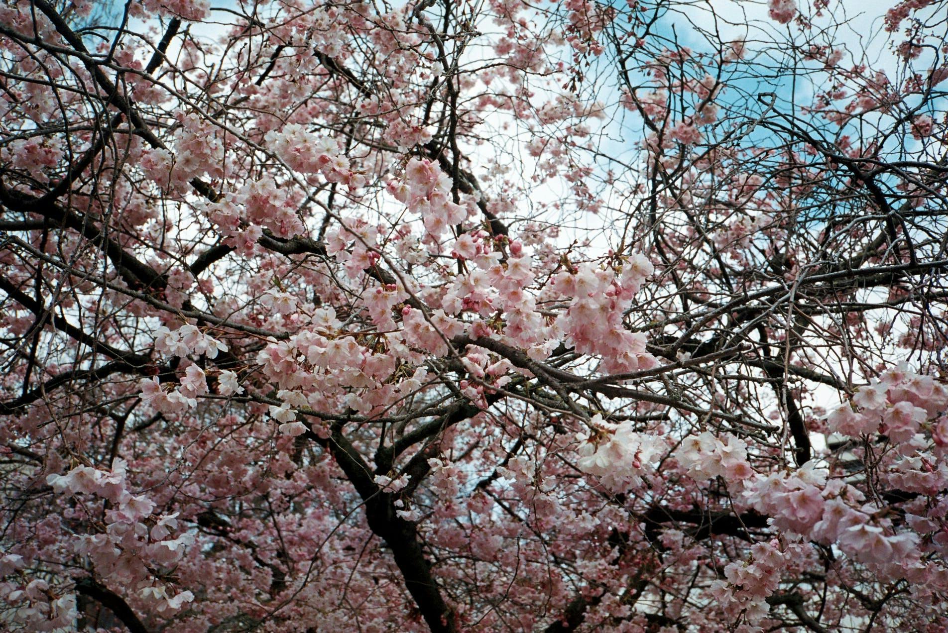 plant flower blossom cherry blossom
