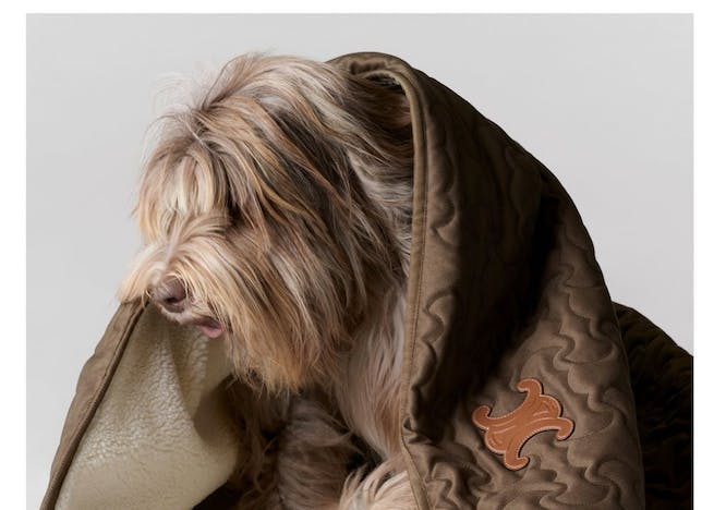 blanket animal canine dog mammal pet